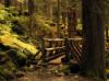 ИК обогреватель-картина «Мостик в лесу»